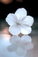 Delicate white flower with five petals reflected on glossy surface against soft blurred background, creating ethereal and peaceful botanical composition.