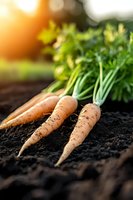 Fresh organic carrots with green tops lying on dark fertile soil in garden, illuminated by warm sunlight, showing natural farm-to-table produce.