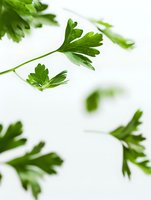 Fresh parsley leaves floating on white background with soft focus and copy space. Minimalist food photography for menu design and cooking blogs.