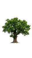 Majestic oak tree with lush green foliage isolated on white background for environmental and nature design projects.