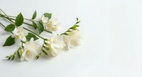 White freesia flowers with green leaves arranged on clean white background for wedding decoration, floral design and greeting cards.