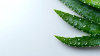 Fresh aloe vera leaves with water drops on white background, natural skincare and wellness concept for cosmetic product packaging design.
