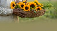 Person holding wicker basket filled with bright yellow sunflowers and green foliage against blurred outdoor background. Suitable for gardening, floristry, and seasonal content.