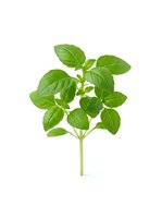 Fresh green basil herb sprig isolated on white background, ready for culinary, cooking, and food design projects.