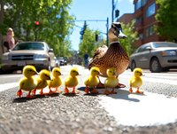 Mother duck leading line of yellow ducklings across urban street crosswalk, following traffic rules in city environment, humorous wildlife concept.