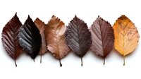 Autumn leaves collection showing seasonal color transition from dark brown to golden yellow arranged in row on white background for fall designs.