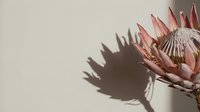 Pink protea flower with dramatic shadow against neutral beige background creating elegant minimalist botanical composition for modern interior design.