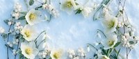 Spring floral frame with white hellebore flowers and eucalyptus leaves on soft blue background. Natural botanical border for wedding invitations and greeting cards.
