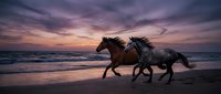 Two wild horses galloping along ocean beach at dramatic sunset with purple and pink sky clouds reflecting on wet sand creating romantic equestrian scene.