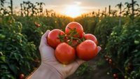 Fresh ripe tomatoes held in hand at sunset in organic farm field. Harvest season agriculture concept with golden hour lighting and green plants background.