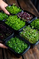 Fresh microgreens in black containers on wooden background, including varieties of green and purple sprouts. Hands holding nutritious living produce.