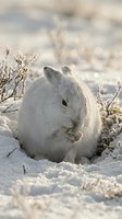 White arctic hare sitting in snow among winter branches, grooming paws in natural habitat during cold season for wildlife and nature content.