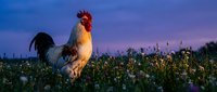 Rooster standing in flowering field at dawn with purple sky, ideal for agricultural, farm, and rural lifestyle content.
