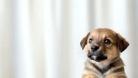 Adorable mixed breed puppy with brown and black fur sitting against soft white curtain background, perfect for pet care and animal lover content.