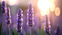 Purple lavender flowers in soft evening light with bokeh effect background, aromatic herbs growing in garden, natural floral macro photography.