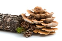Cluster of brown oyster mushrooms growing on dark tree bark with pine cones and green needle detail, isolated on white background for nature and food design.