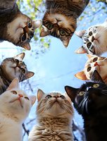 Curious cats looking down at camera in circle formation against blue sky background with tree branches, creating playful and engaging perspective.