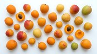 Assorted fresh apricots and stone fruits in various sizes and ripeness stages arranged on white background, suitable for food photography, culinary design, nutrition content, and healthy eating promotions.