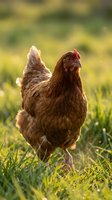 Brown hen standing on green grass in warm sunlight with blurred natural background for organic farming and poultry agriculture concepts.