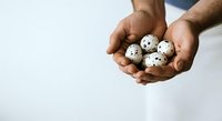 Male hands holding quail eggs on white background. Suitable for food, nutrition, cooking, and healthy eating concepts.