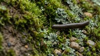 Small salamander crawling through vibrant green moss and lichen in natural forest habitat. Wildlife amphibian in woodland ecosystem environment.