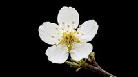 White cherry blossom flower on a branch, isolated on transparent background, ready for stickers, t-shirt design, print on demand, and sublimation projects.
