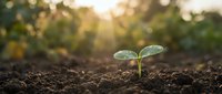 Young green seedling sprouting from rich dark soil with warm golden sunlight creating beautiful bokeh background for growth and nature concepts.