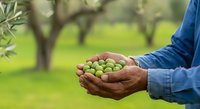 Farmer holding fresh green olives in hands at harvest time in orchard garden, agricultural produce for cooking and oil production.