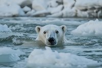 Polar bear swimming in icy arctic waters surrounded by floating ice chunks and snow, showcasing wildlife adaptation to extreme cold environments.
