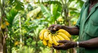 Farmer with dark skin tone wearing green work shirt holding fresh yellow banana bunch in tropical plantation setting with lush green foliage background, agriculture and harvest concept.