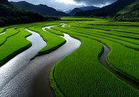 Aerial view of lush green rice paddies with winding water channels cutting through cultivated fields, surrounded by dramatic mountains under cloudy skies. Agricultural landscape.