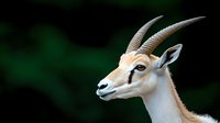 Elegant dama gazelle head portrait with distinctive curved horns against dark green background, showcasing graceful profile and alert expression of African wildlife.