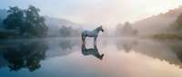 Serene horse silhouette reflected in calm misty lake at dawn with mountains and trees creating peaceful countryside landscape for meditation and nature themes.