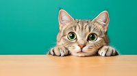 Curious tabby cat peeking over wooden table edge against turquoise background, showing big green eyes and paws in playful, mischievous expression.