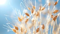 Delicate dried ornamental grass seed heads against soft blue sky background, natural botanical macro photography with dreamy bokeh effect and warm sunlight.