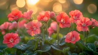 Delicate coral pink geranium flowers blooming in garden at sunset with golden bokeh background and green foliage, creating dreamy summer atmosphere.