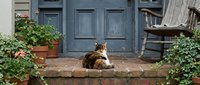 Calico cat sitting on brick doorstep of rustic home with blue wooden doors, terracotta planters and green foliage creating cozy outdoor living space.