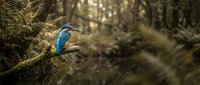 Vibrant blue kingfisher bird perched on moss-covered branch in natural forest habitat with soft bokeh background for wildlife photography projects.