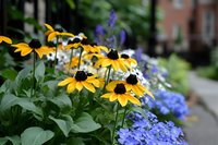 Yellow black-eyed susan flowers and blue hydrangea blooming in summer garden border with soft blurred background creating natural floral composition.