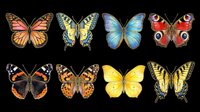 Eight colorful butterfly species isolated on transparent background, ready for stickers, t-shirt design, clipart, print on demand, and sublimation projects.