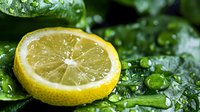 Fresh cut lemon slice on wet green leaves with water drops and morning dew, macro photography. Natural organic citrus fruit background.