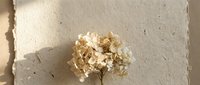 Dried hydrangea flower resting on handmade textured paper in warm neutral tones, casting soft shadows in natural light.