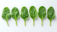 Fresh green spinach leaves arranged in neat row on white background, organic healthy food ingredient for cooking and salads, isolated with copy space.