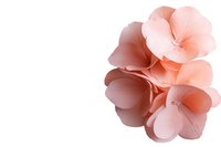 Delicate coral pink flowers in soft cluster arrangement on white background, isolated floral elements for design projects and romantic compositions.