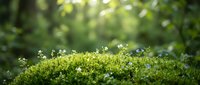 Lush green moss with delicate white flowers growing in natural forest environment, ideal for nature and botanical backgrounds.