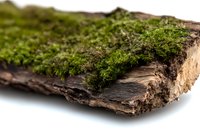 Moss-covered decaying wood log isolated on white background, suitable for nature designs, botanical graphics, and environmental educational materials.