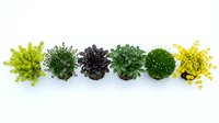 Row of diverse potted plants and herbs arranged on white background, isolated for gardening and home decor design projects.