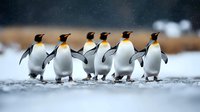 King penguins walking in line on snowy beach, group of six emperor penguins marching together against blurred winter landscape background.