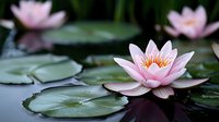 Pink water lily blooming on pond surface with green lily pads, creating serene reflection in dark water. Natural zen garden atmosphere for spa and wellness.