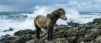 Rugged horse standing on rocky coastal terrain with crashing ocean waves and stormy sky in background, suitable for nature and wildlife editorial use.